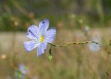 Linum komarovii. Верхушка соцветия с раскрывшимся цветком, бутоном и плодоножками (видно, что пестик короче тычинок). Республика Саха (Якутия), г. Якутск, на газоне. 02.08.2023.