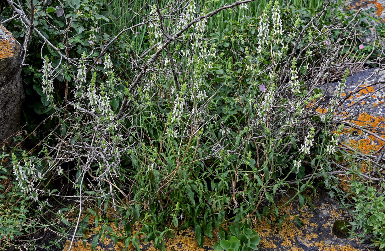 Изображение особи Stachys pubescens.