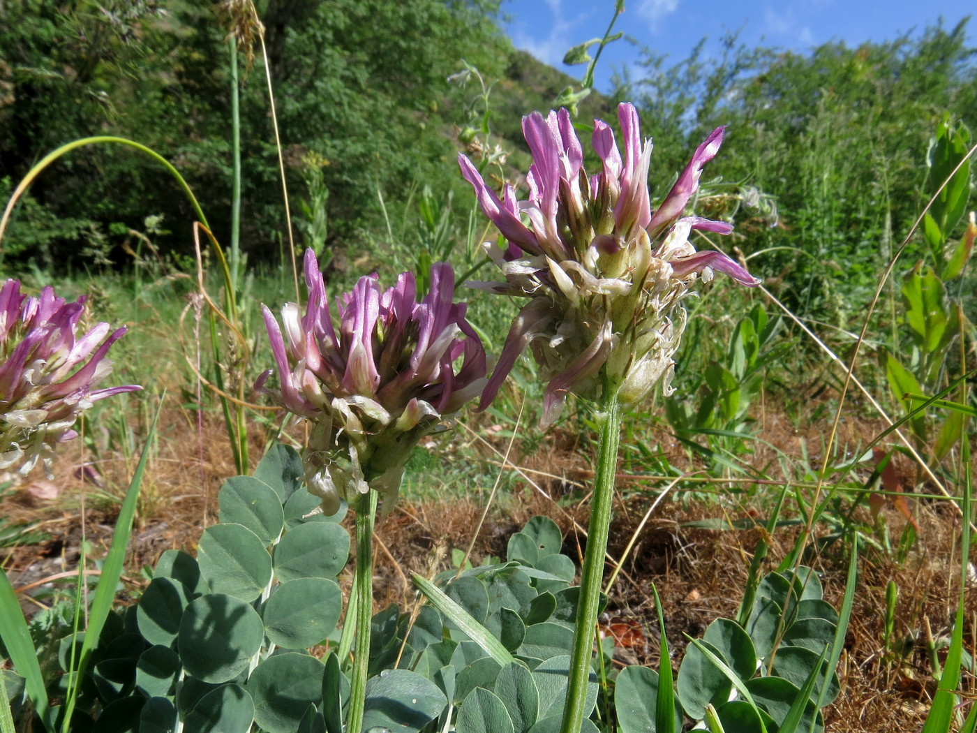 Изображение особи Astragalus platyphyllus.