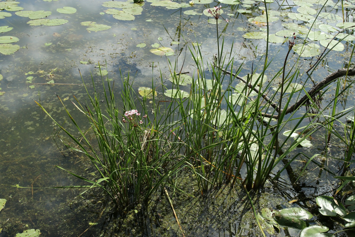 Изображение особи Butomus umbellatus.