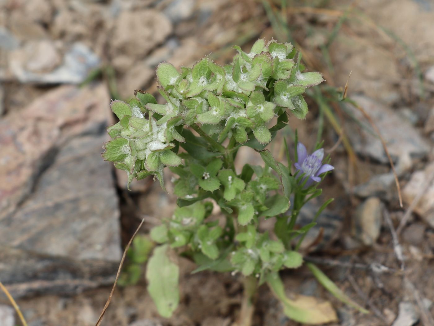 Изображение особи Valerianella dufresnia.