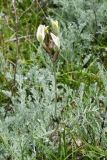 Astragalus macrotropis