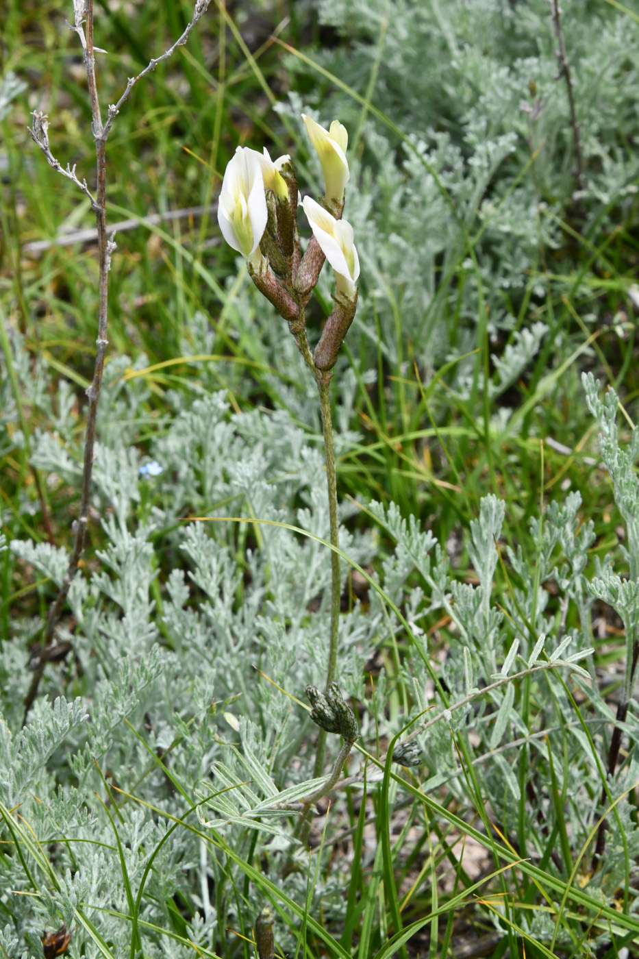 Изображение особи Astragalus macrotropis.