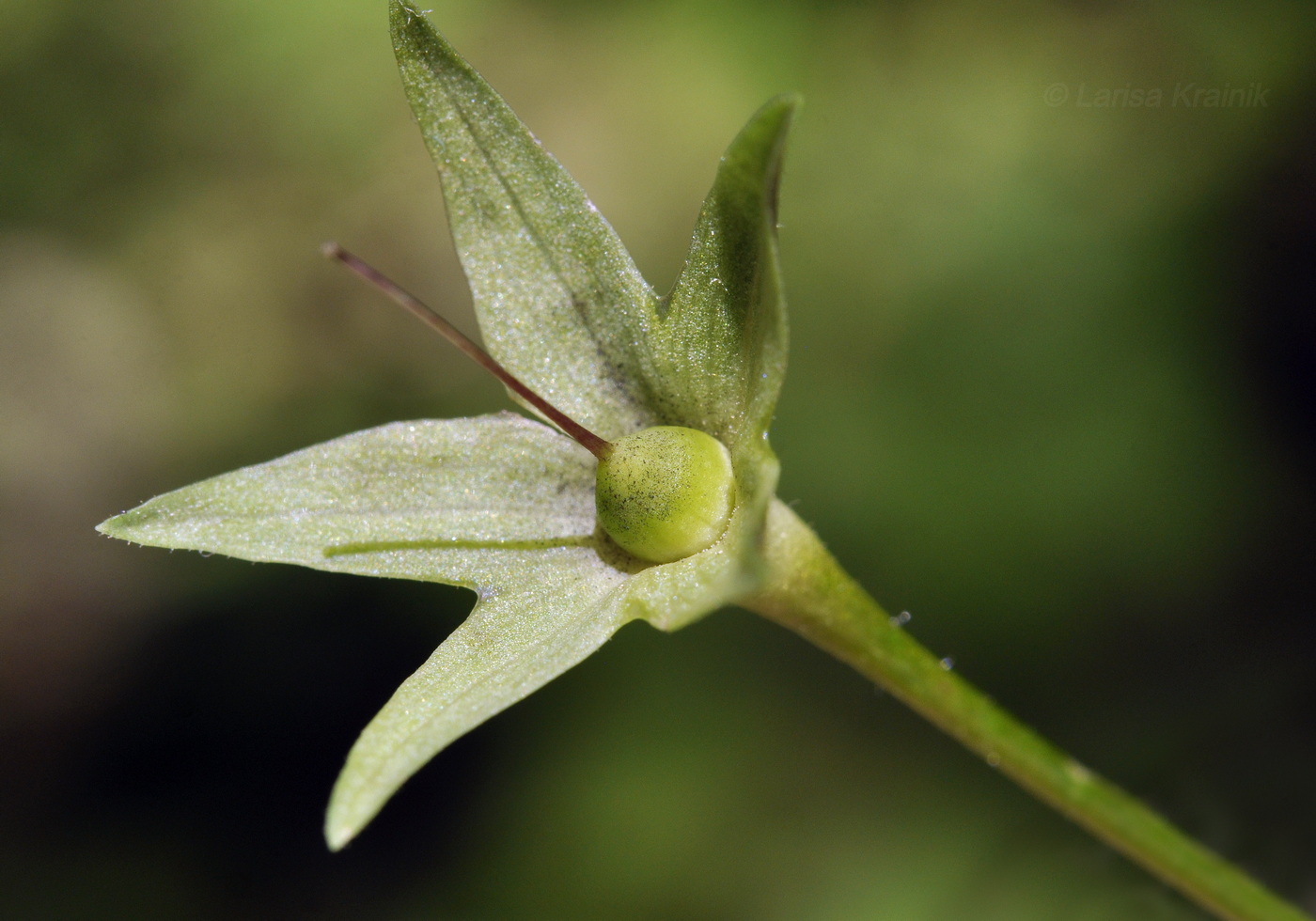 Image of Primula patens specimen.