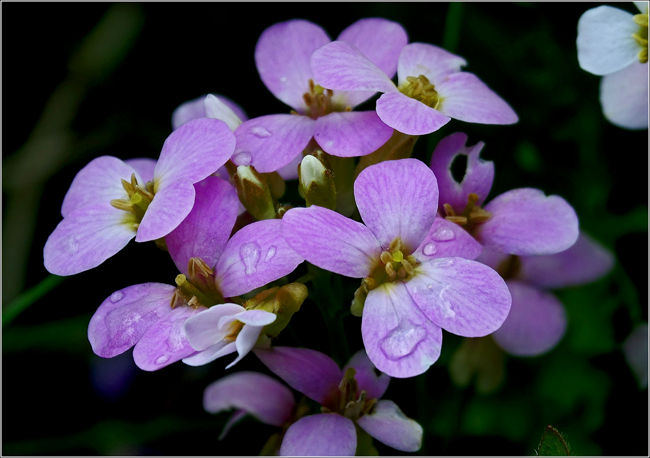 Image of Arabis &times; arendsii specimen.