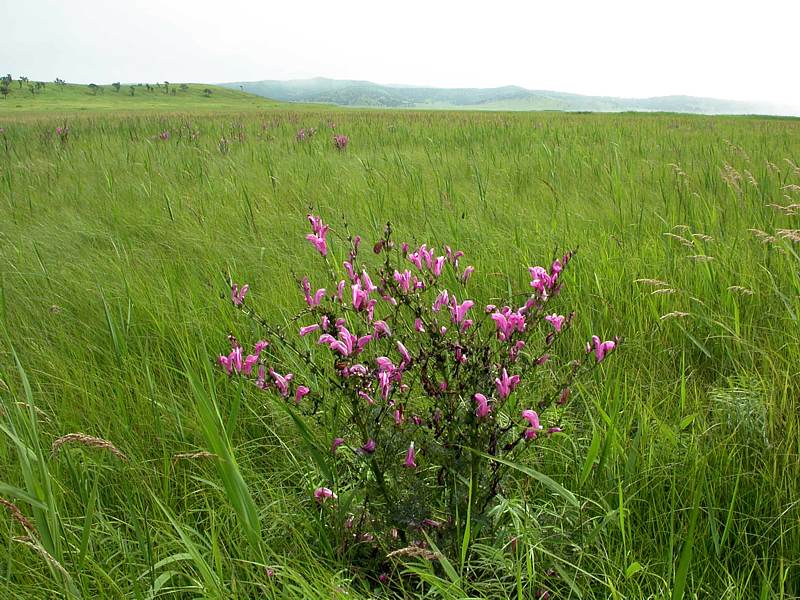 Изображение особи Pedicularis grandiflora.