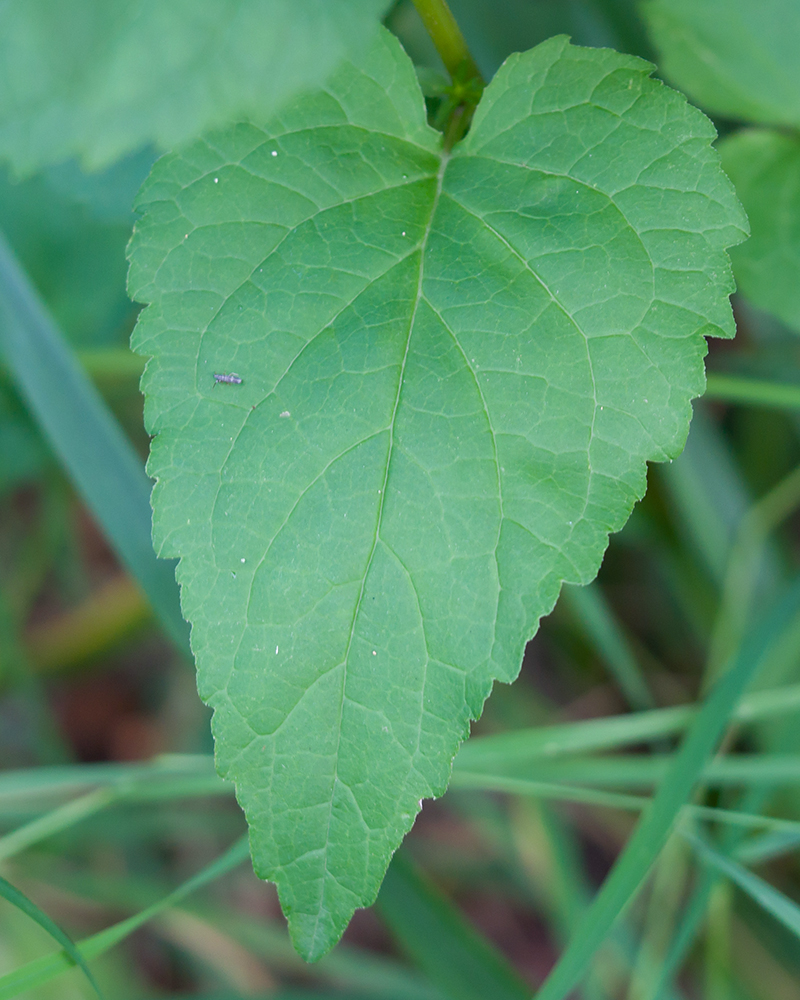 Image of Campanula rapunculoides specimen.