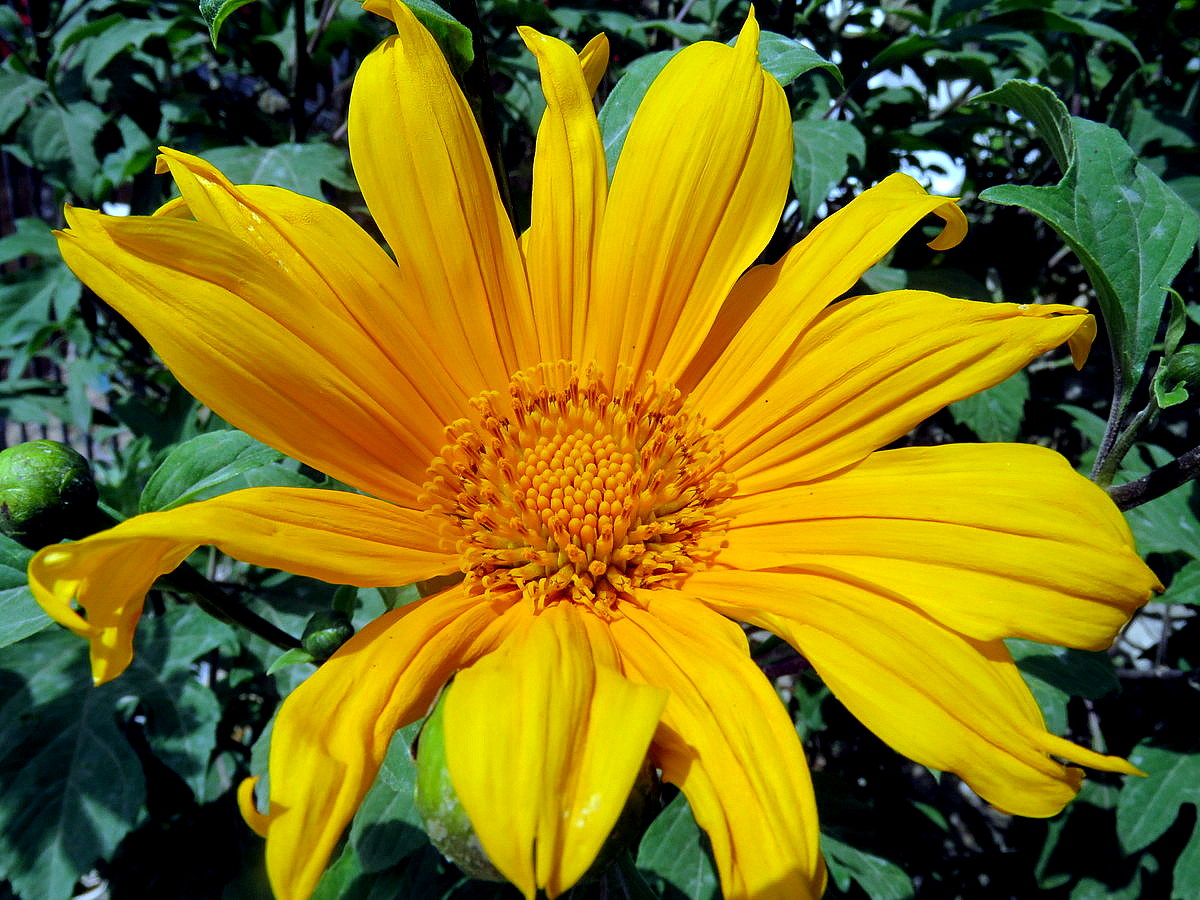 Image of Tithonia diversifolia specimen.