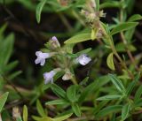 genus Thymus. Верхушка цветущего растения. Рязанская обл., Милославский р-н, окр. дер. Гаи, на границе Тульской обл., балка Крутой Овраг, луг. 30 июля 2024 г.