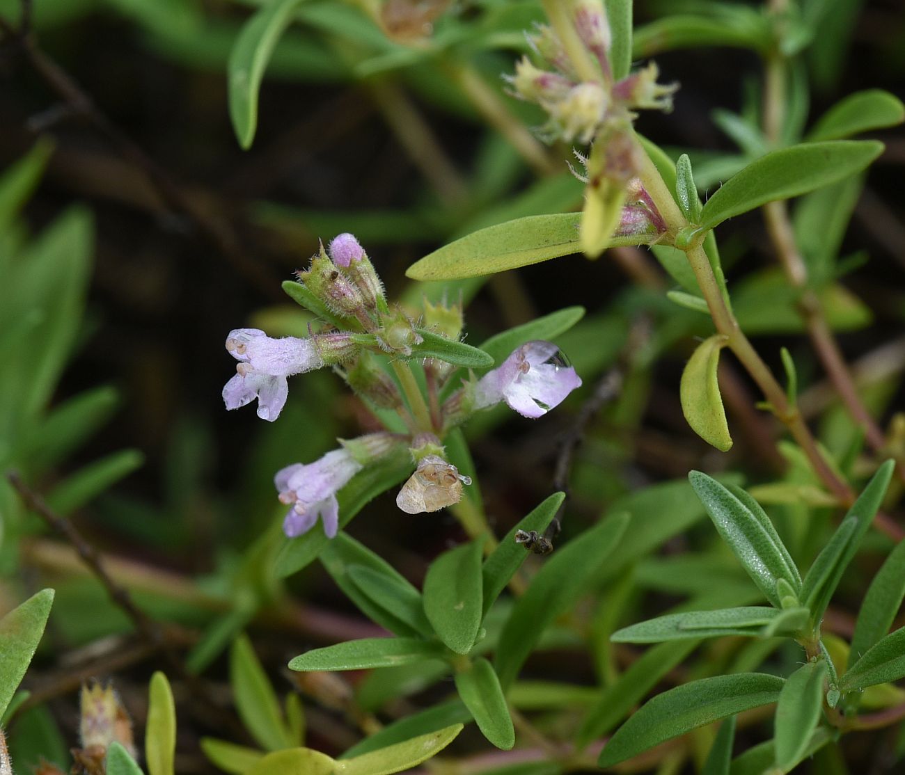 Изображение особи род Thymus.