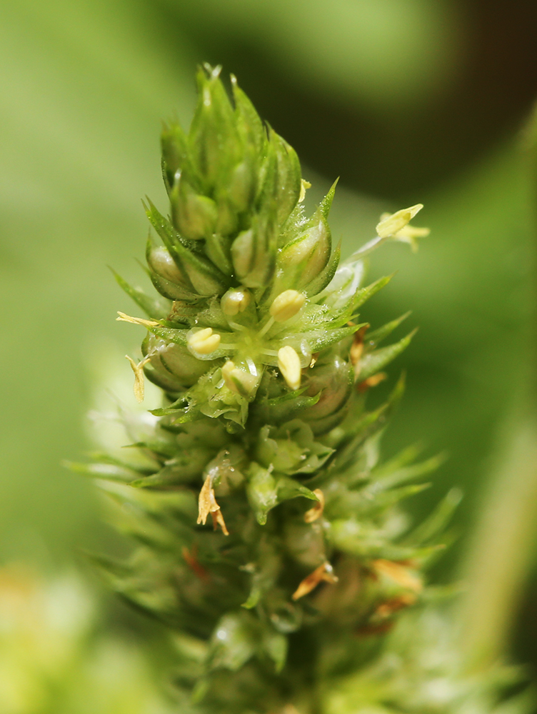 Image of Amaranthus retroflexus specimen.