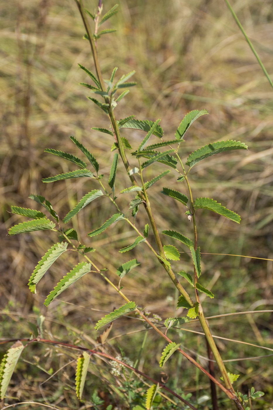 Image of Sanguisorba officinalis specimen.