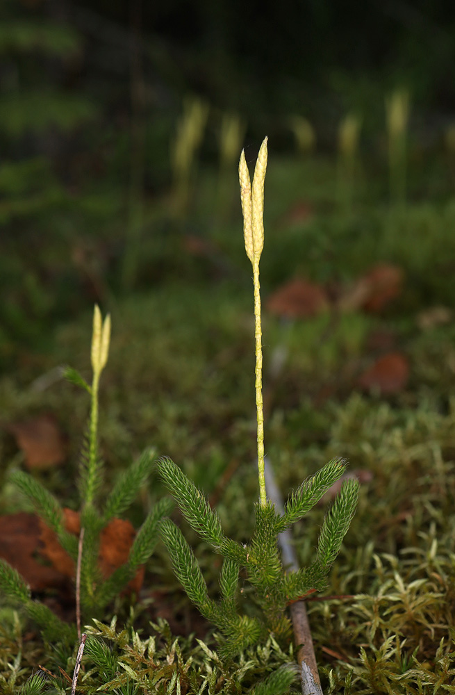 Image of Lycopodium clavatum specimen.