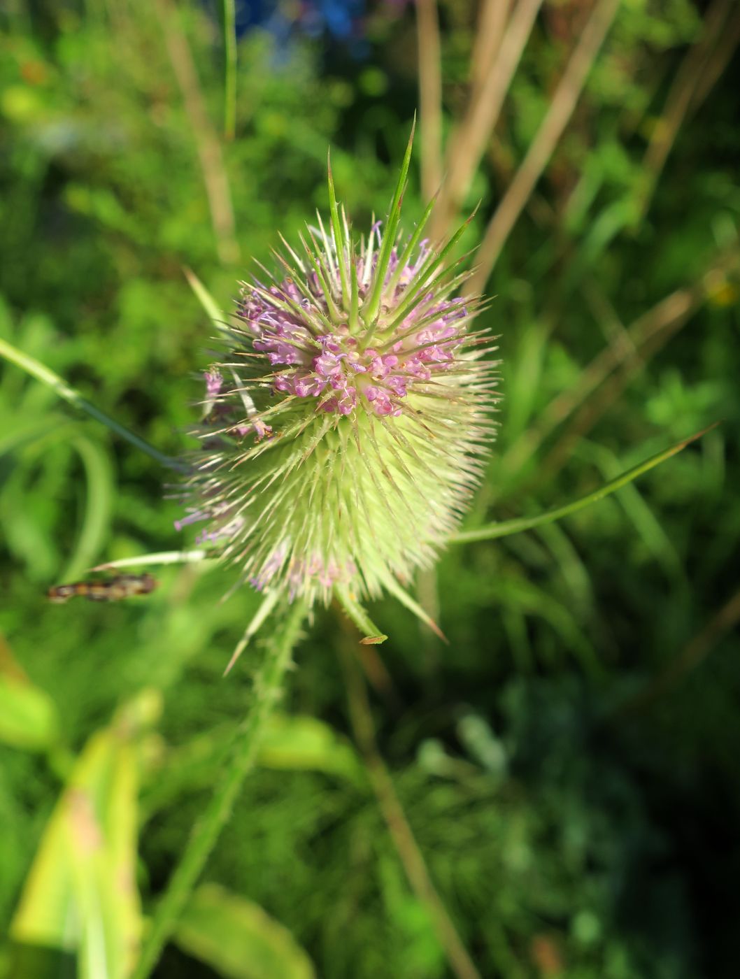 Image of Dipsacus fullonum specimen.