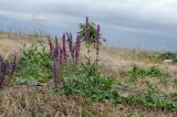 Salvia tesquicola