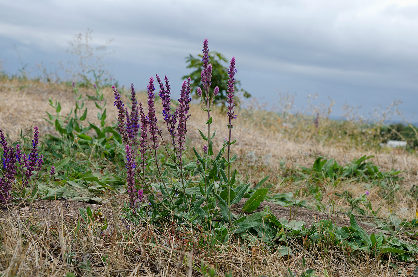 Image of Salvia tesquicola specimen.