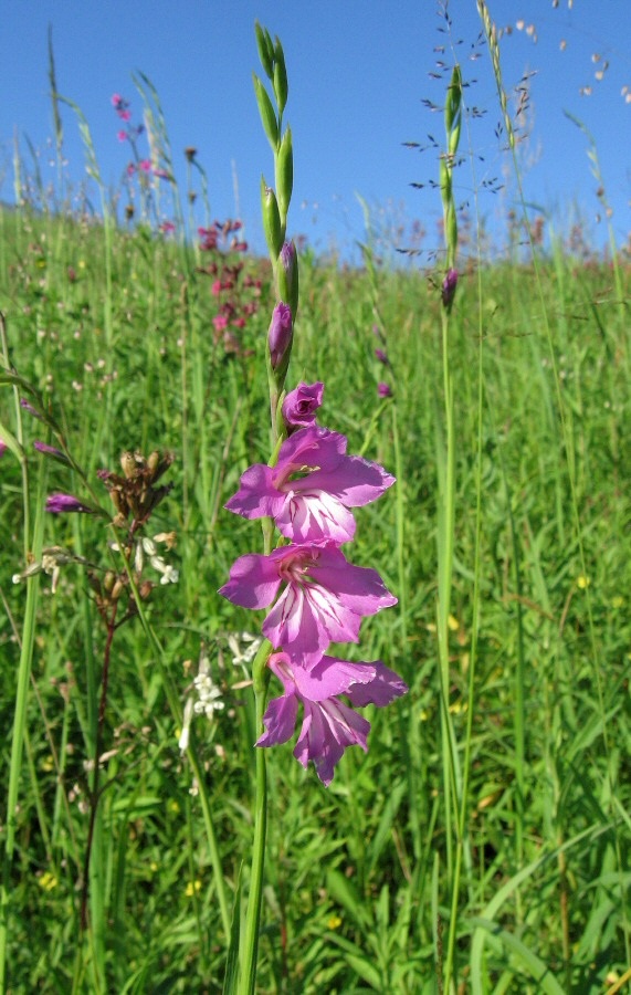 Изображение особи Gladiolus imbricatus.