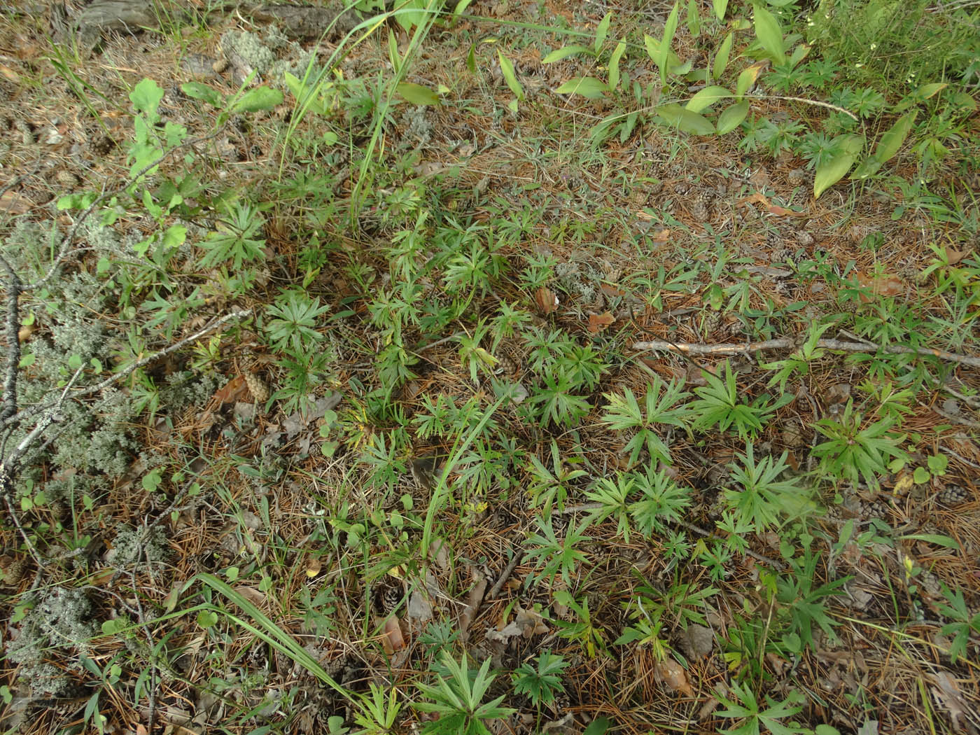 Изображение особи Pulsatilla patens.