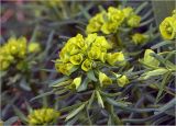 Euphorbia cyparissias