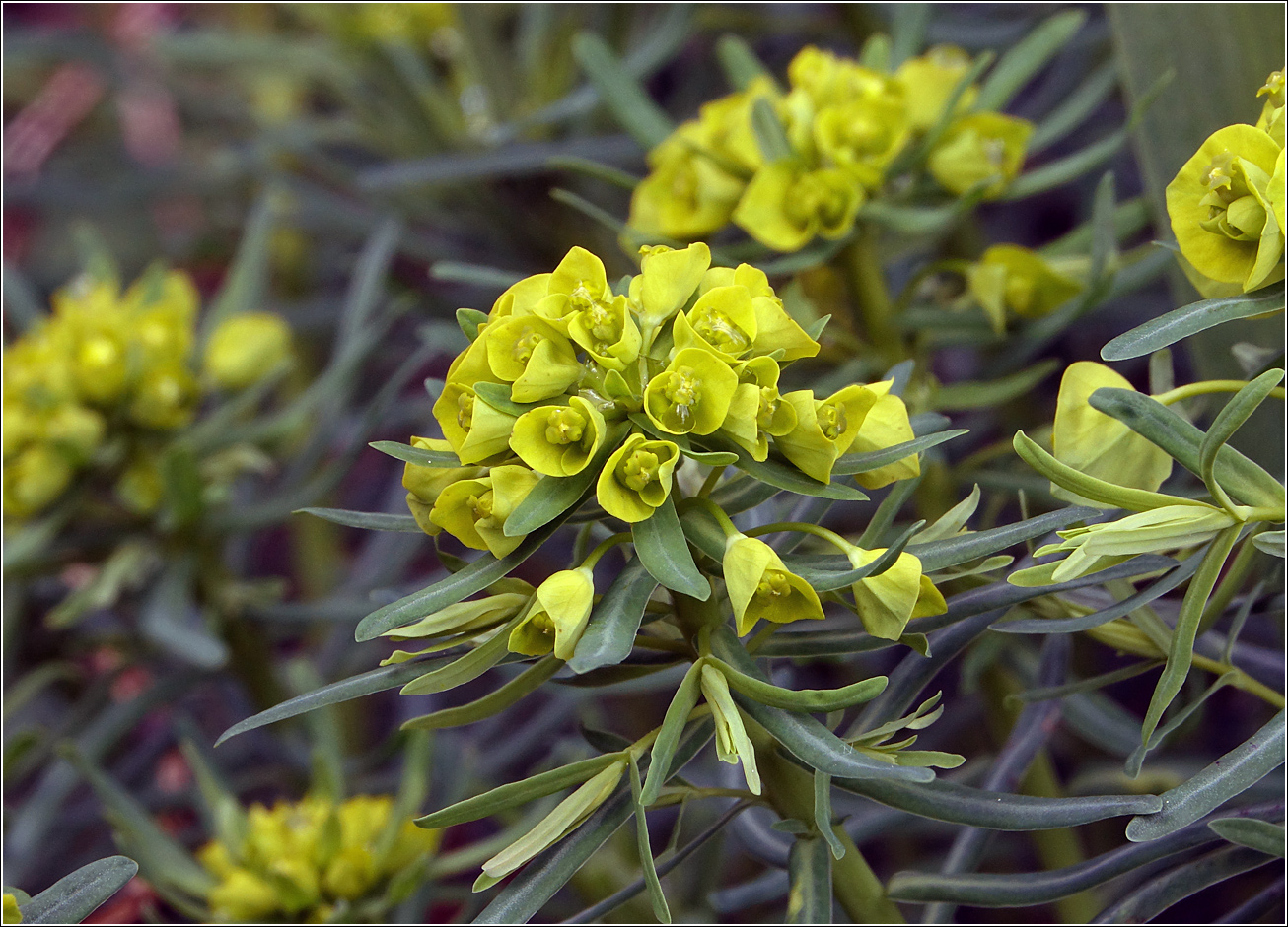 Изображение особи Euphorbia cyparissias.