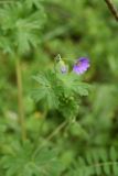 род Geranium. Цветок и бутон. Чечня, Шаройский р-н, долина р. Цесиахк, рядом с домом Мансура, выс. ок. 1500 м н.у.м., луг. 28 июня 2024 г.