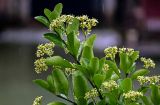 Euonymus japonicus. Верхушка ветви с соцветиями. Китай, провинция Хунань, г. Фэнхуан, в культуре. 04.06.2024.