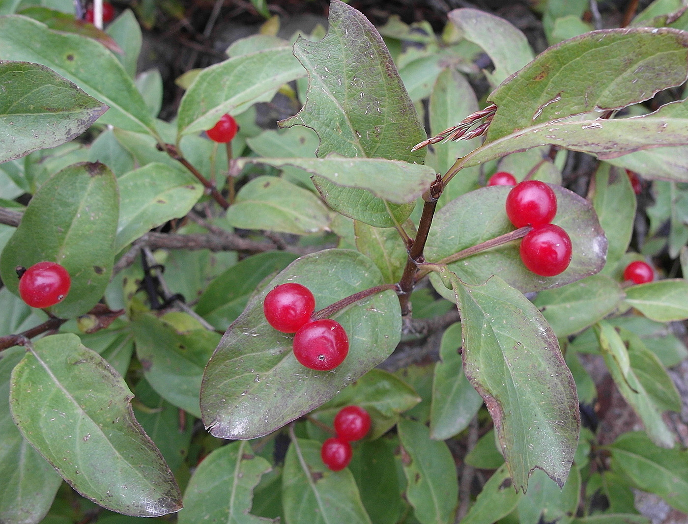 Image of Lonicera karelinii specimen.