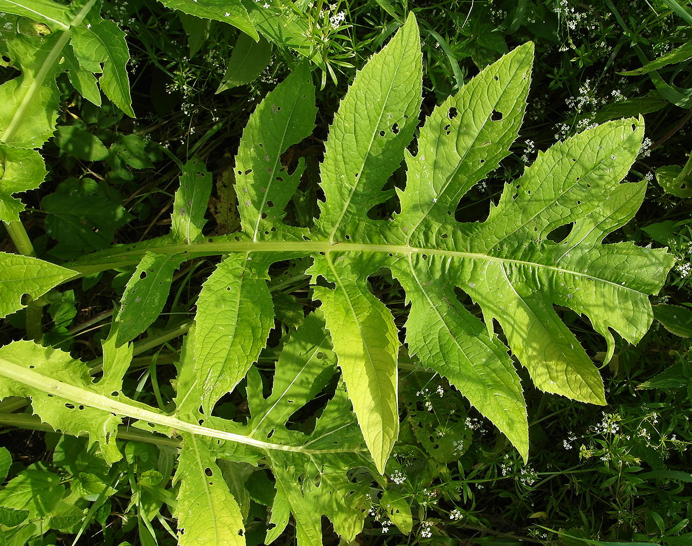 Изображение особи Cirsium oleraceum.