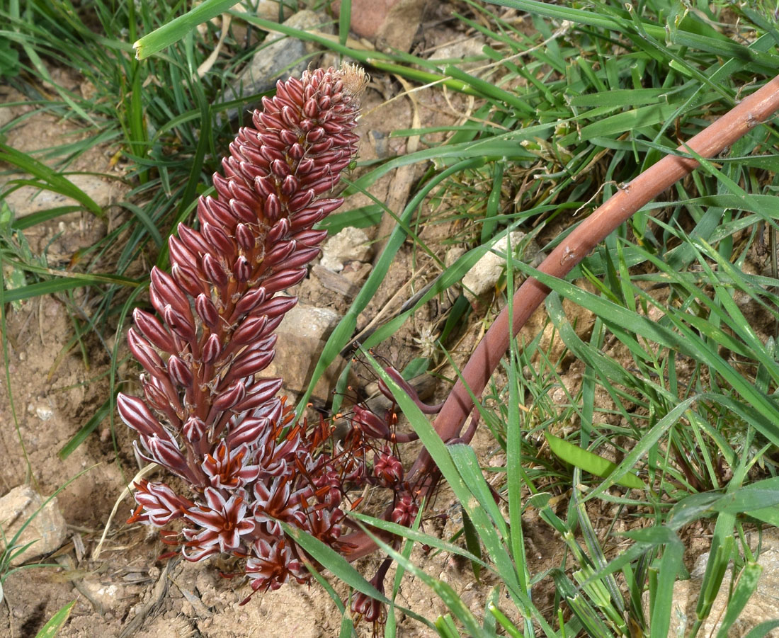 Изображение особи Eremurus regelii.