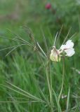 Lathyrus pannonicus