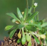 Erophila verna. Розетка прикорневых листьев. Узбекистан, г. Ташкент, пос. Улугбек, санитарно-защитная зона, глинистая почва. 28.02.2015.