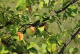 View full-size image Malus domestica