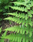 View full-size image Dryopteris marginalis