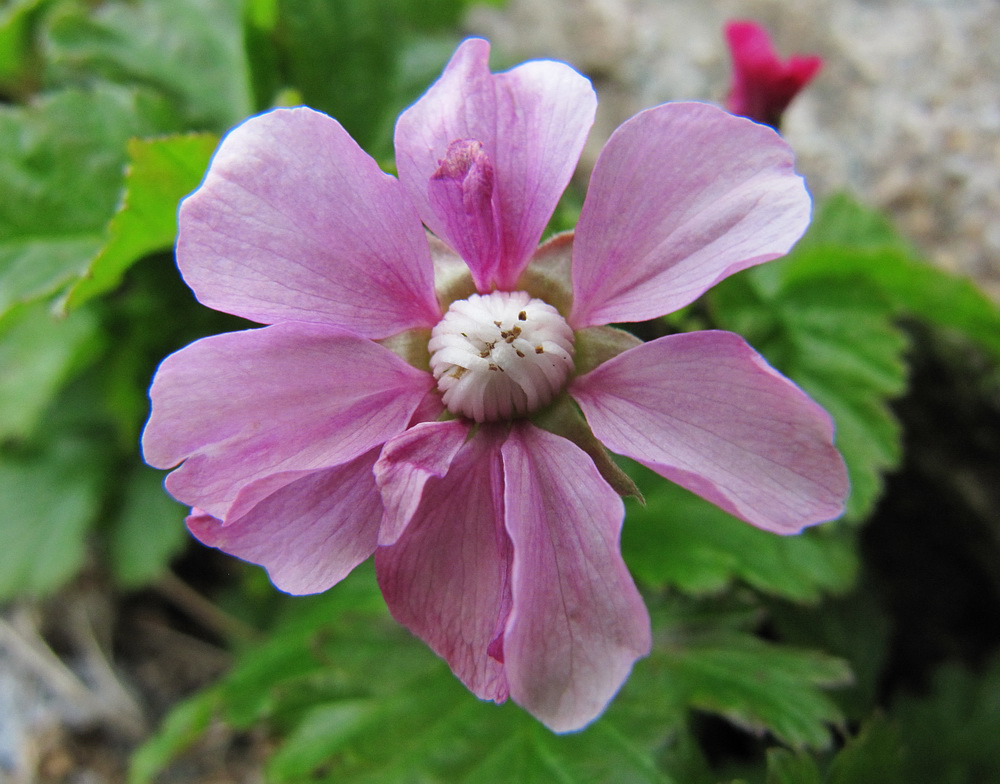 Image of Rubus arcticus specimen.