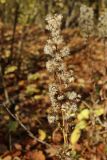 View full-size image Solidago virgaurea