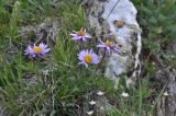 View full-size image Aster alpinus
