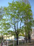 Acer platanoides. Цветущее дерево. Киев, Южная Борщаговка. 28 апреля 2011 г.