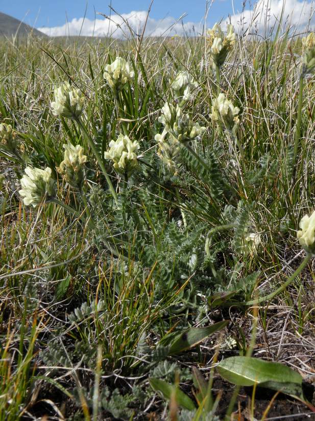 Image of Oxytropis recognita specimen.