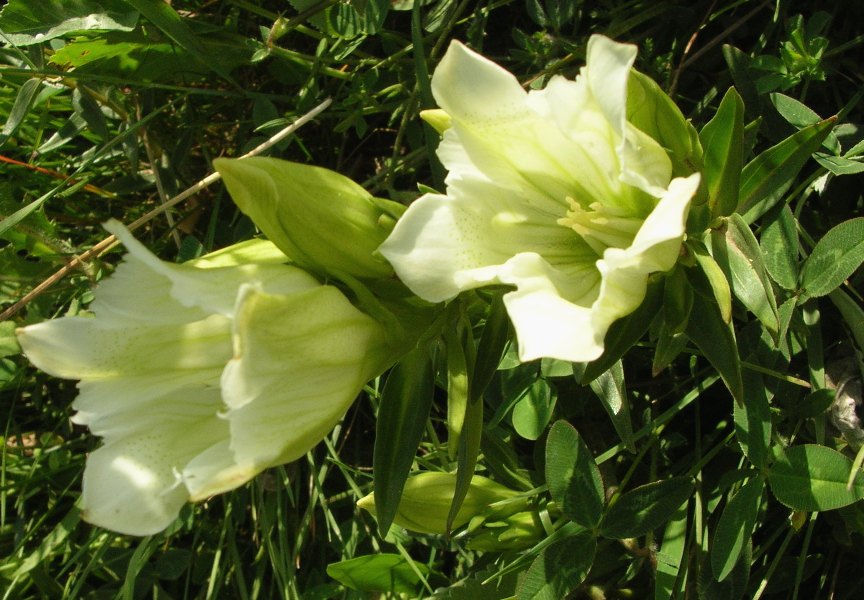 Image of Gentiana gelida specimen.