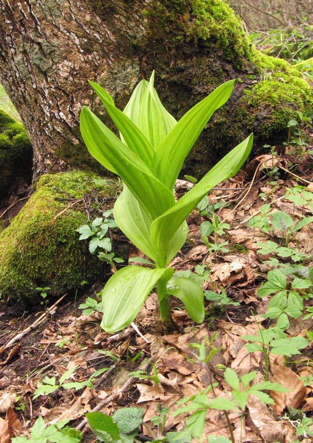 Изображение особи Veratrum lobelianum.