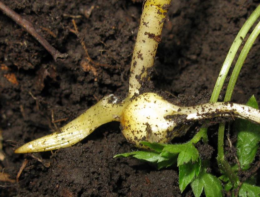 Изображение особи Corydalis talpina.