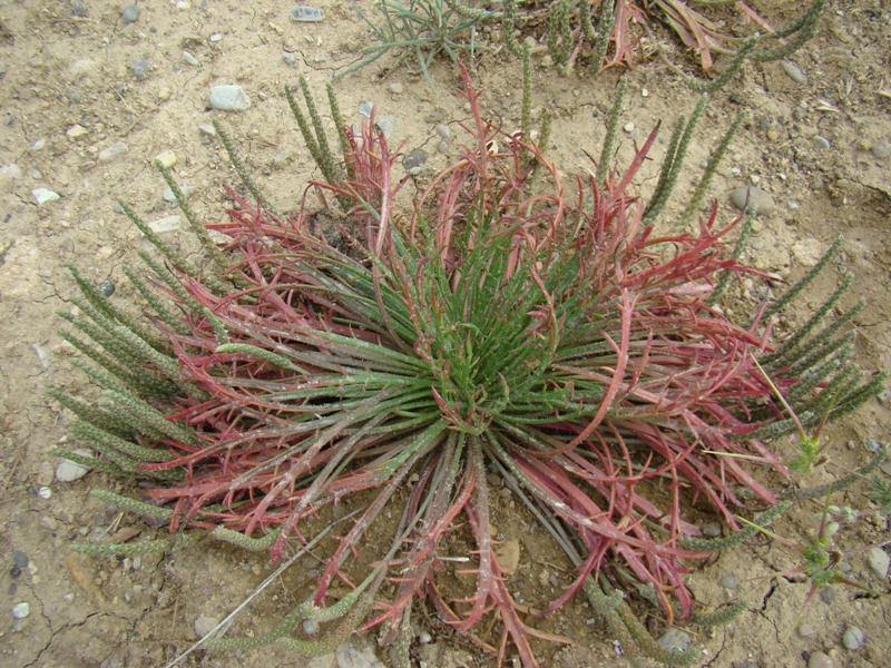 Изображение особи Plantago coronopus.