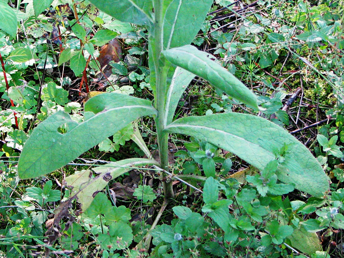 Image of Verbascum &times; semialbum specimen.