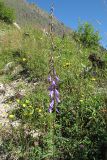 Campanula rapunculoides. Верхушка цветущего растения. Карачаево-Черкесия, Зеленчукский р-н, долина р. Аксаут, окр. аула Красный Карачай. 11.08.2011.