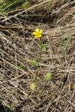 Смотреть изображение Ranunculus trachycarpus