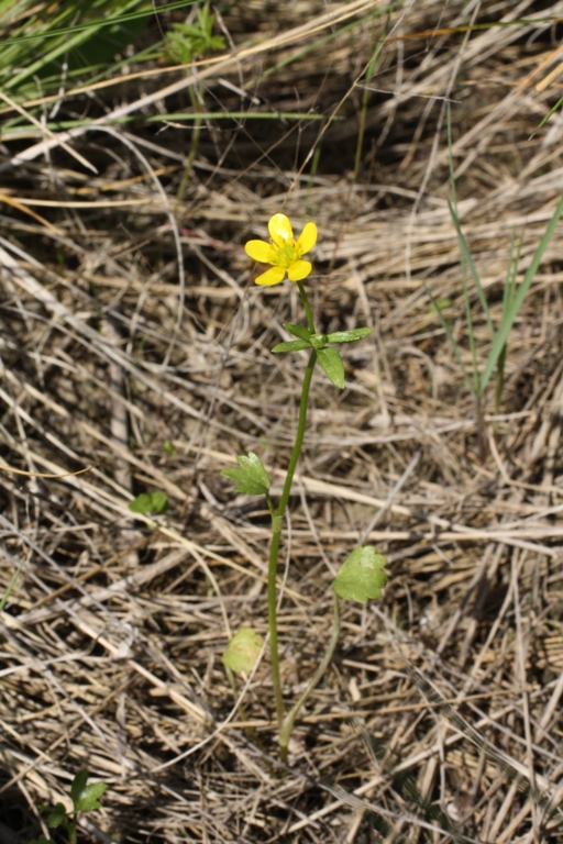 Изображение особи Ranunculus trachycarpus.