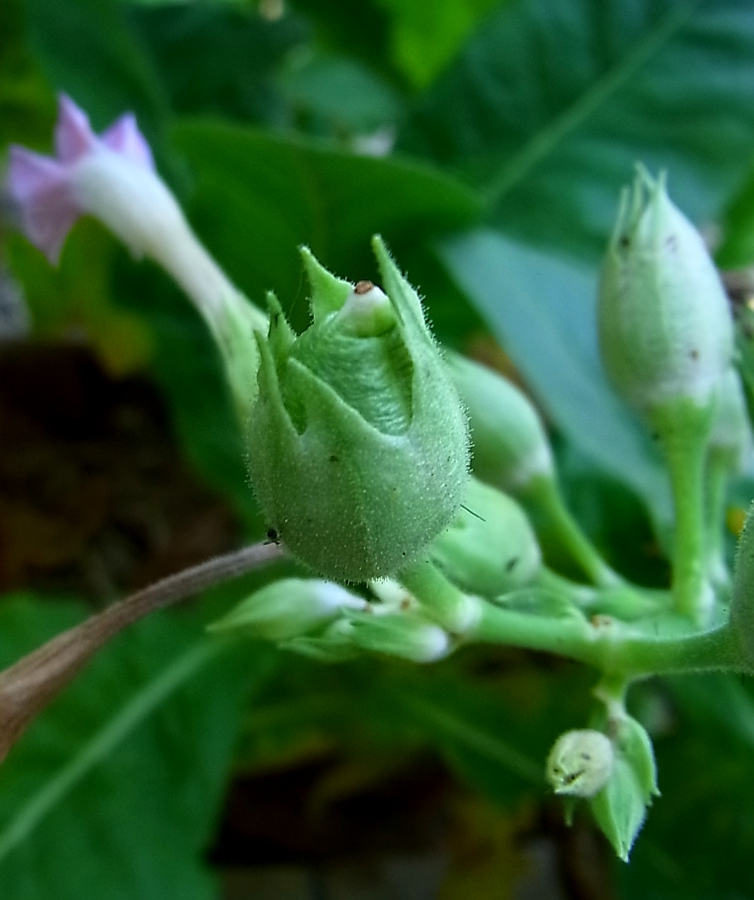 Изображение особи Nicotiana tabacum.