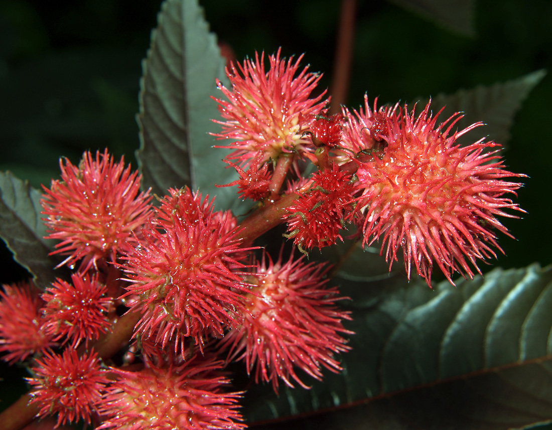 Изображение особи Ricinus communis.