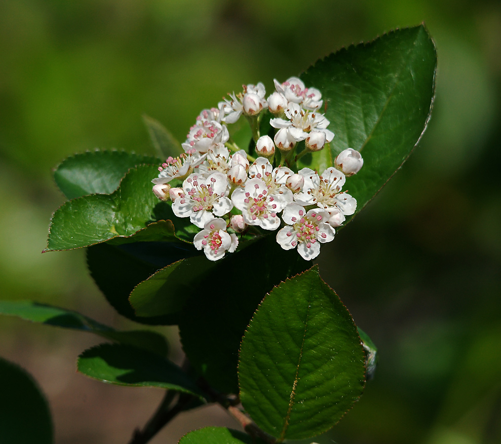 Изображение особи &times; Sorbaronia mitschurinii.