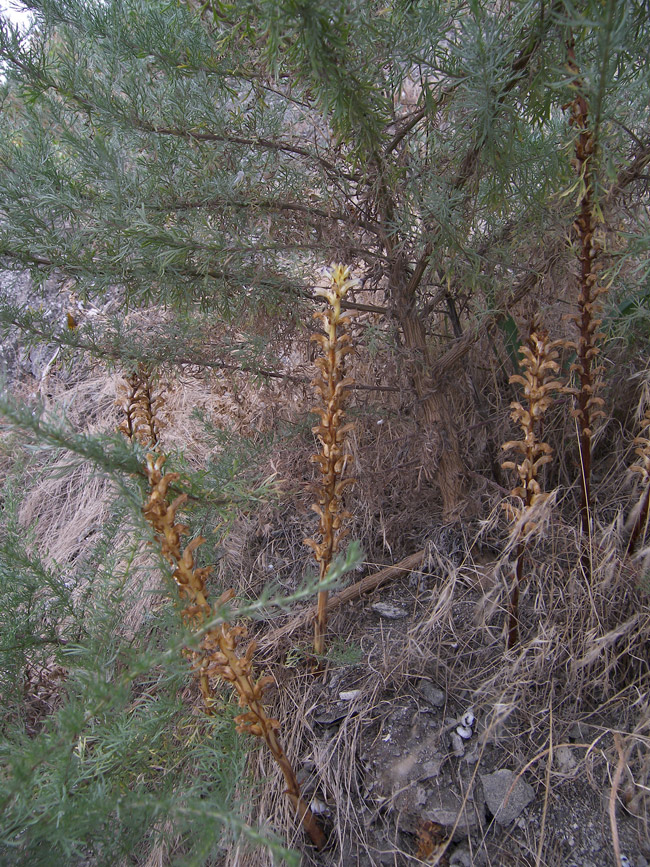 Image of Orobanche cumana specimen.